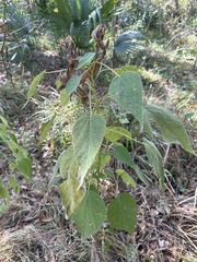 Hibiscus lasiocarpos