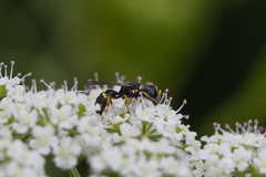 Ectemnius stirpicola