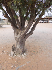 Albizia anthelmintica