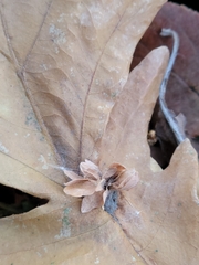 Andricus foliaformis