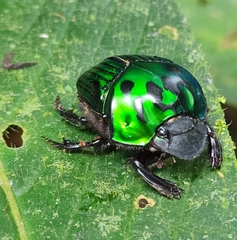 Oxysternon conspicillatum