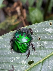 Oxysternon conspicillatum