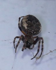 Larinioides patagiatus