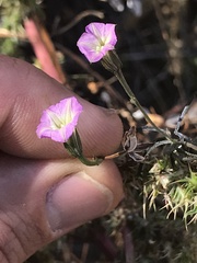 Ipomoea costellata