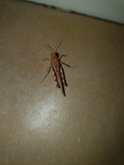 Acrotylus