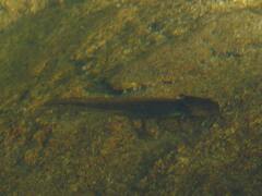 Ambystoma gracile