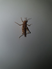 Acrotylus