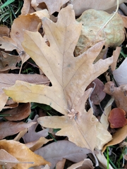 Andricus foliaformis