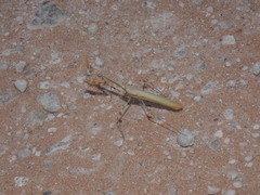 Empusa binotata