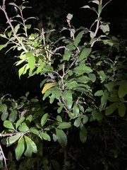 Sideroxylon lanuginosum