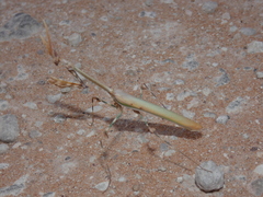 Empusa binotata