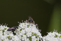 Ectemnius stirpicola