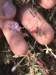 Ipomoea costellata