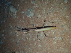 Empusa binotata