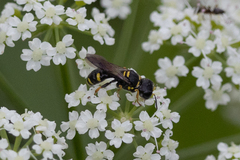 Ectemnius stirpicola