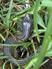 Abronia monticola