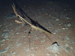 Empusa binotata