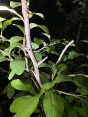 Sideroxylon lanuginosum