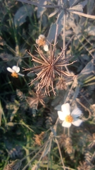 Bidens odorata