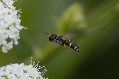 Ectemnius stirpicola