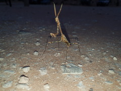Empusa binotata