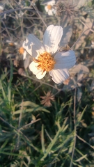 Bidens odorata