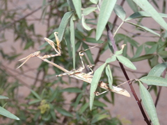 Empusa binotata