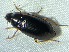 Notiobia