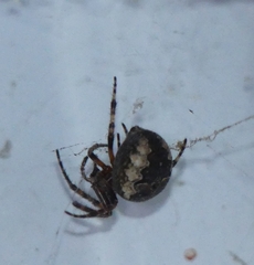 Larinioides patagiatus