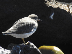 Calidris virgata