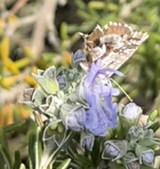 Cacyreus marshalli