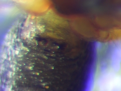 Didectoprocnemis cirtensis