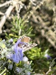 Cacyreus marshalli