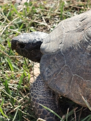 Testudo marginata