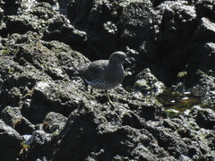 Calidris virgata