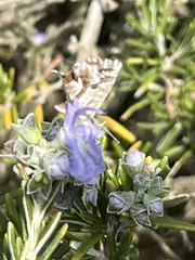 Cacyreus marshalli