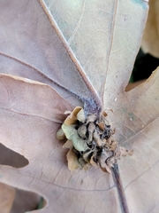 Andricus foliaformis