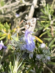 Cacyreus marshalli