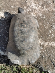 Testudo marginata