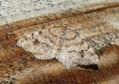Macaria pinistrobata