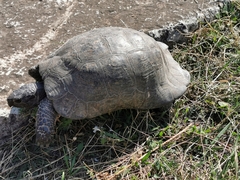 Testudo marginata