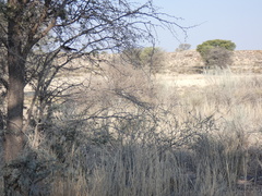 Plocepasser mahali mahali