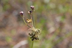 Allium cuthbertii