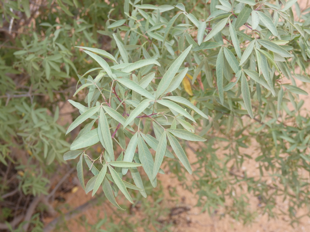 White Karee from Twee Rivieren-ruskamp, Kgalagadi-oorgrenspark on ...