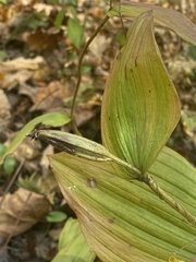 Cypripedium parviflorum