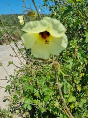 Hibiscus diversifolius