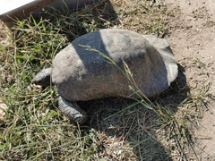 Testudo marginata