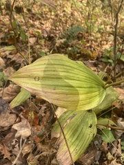 Cypripedium parviflorum