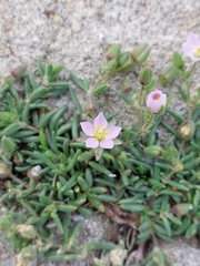 Spergularia rupicola