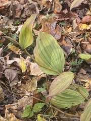 Cypripedium parviflorum
